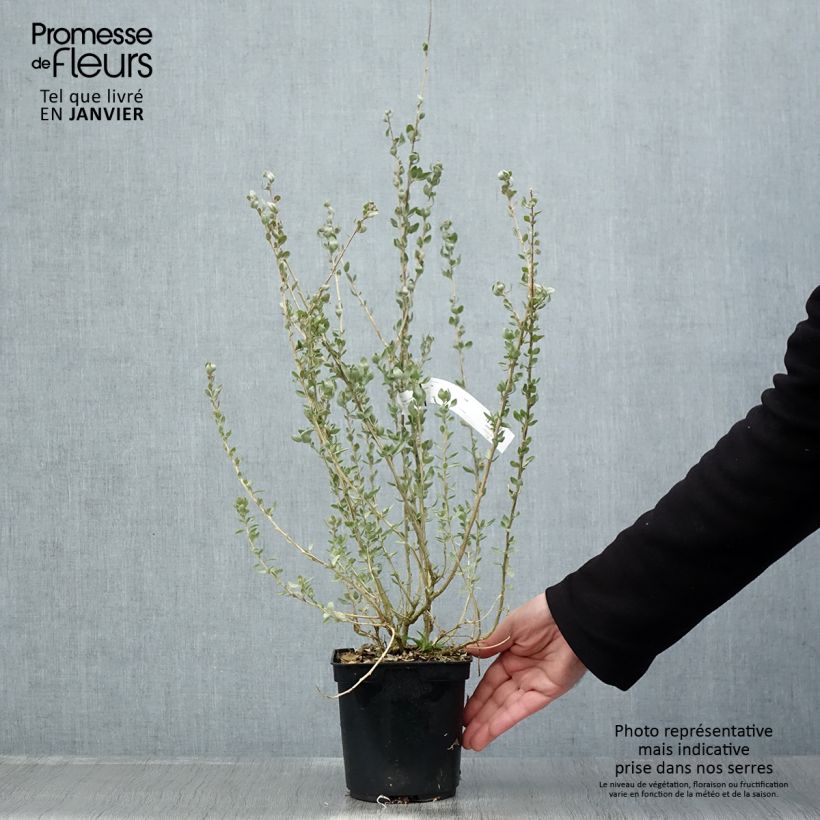 Atriplex halimus 1.5L/2L pot sample as delivered in winter