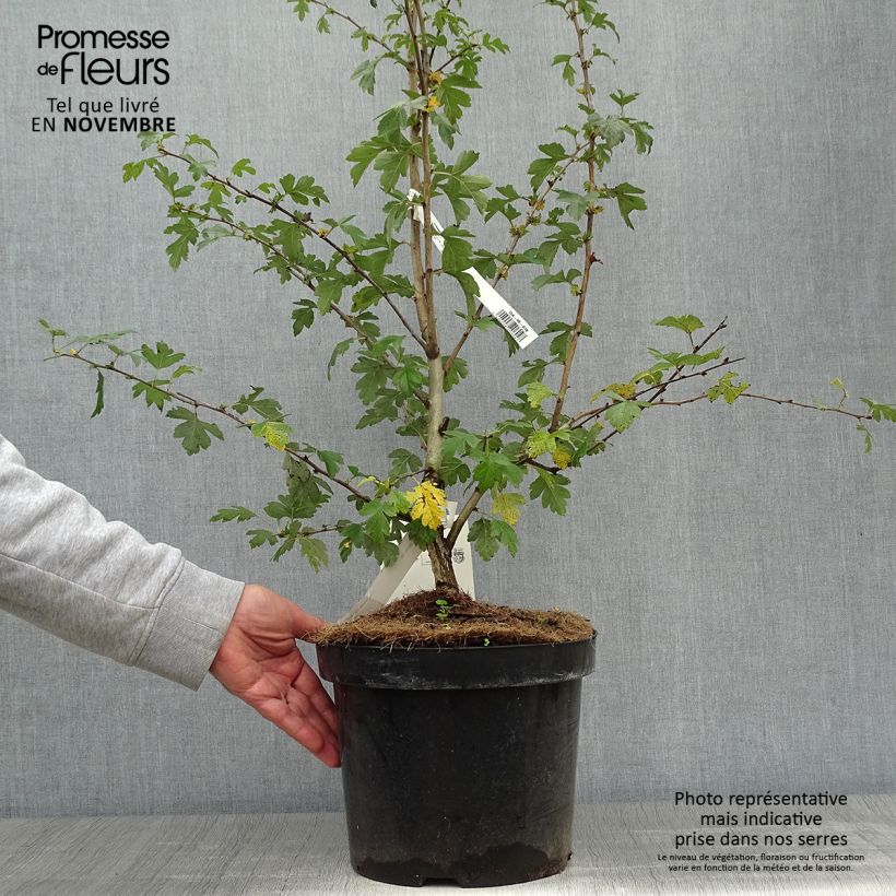 Crataegus laevigata Pauls Scarlet - Hawthorn 7.5L/10L pot sample as delivered in autumn