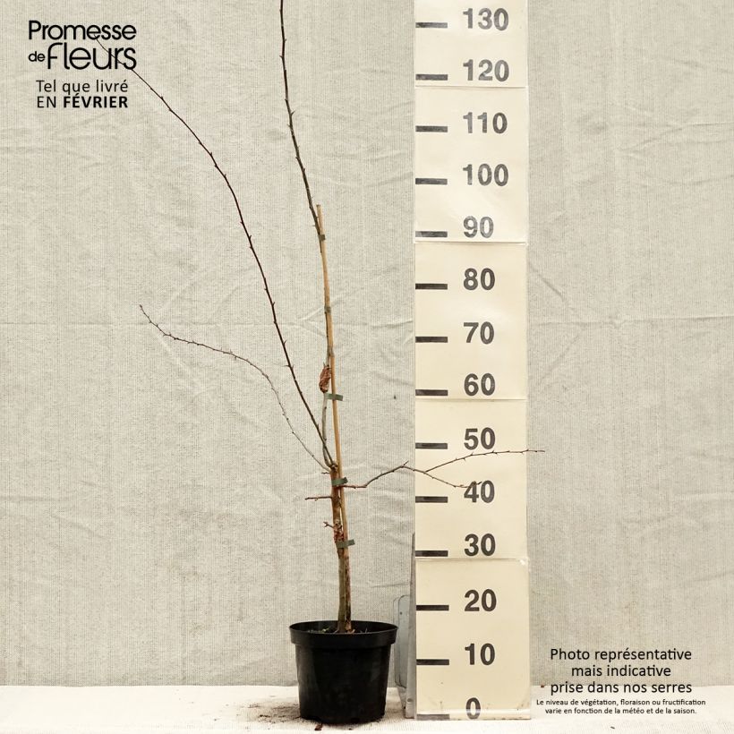 Crataegus Princesse Sturdza - Midland Hawthorn 4L/5L pot sample as delivered in winter