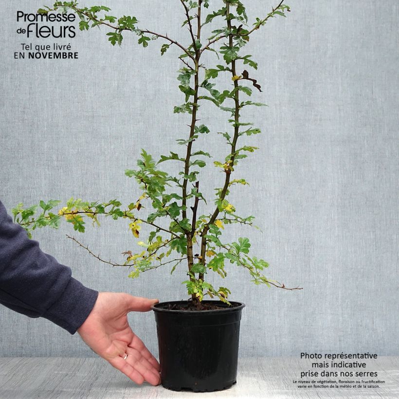 Crataegus monogyna - Hawthorn 2L/3L pot sample as delivered in autumn