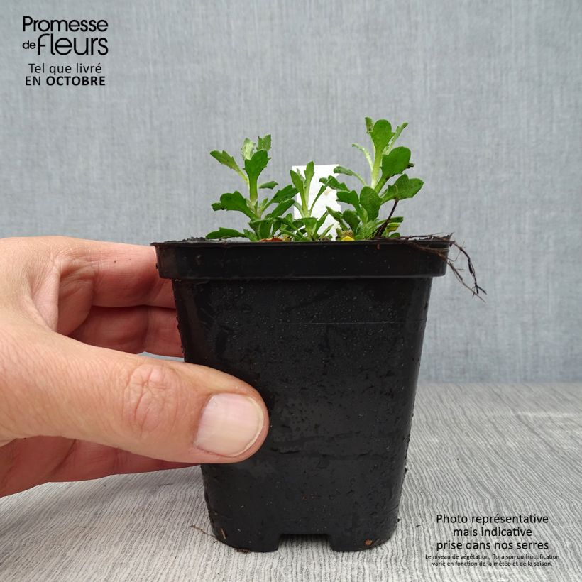 Aubrieta Bressingham Red 8/9 cm pot sample as delivered in autumn