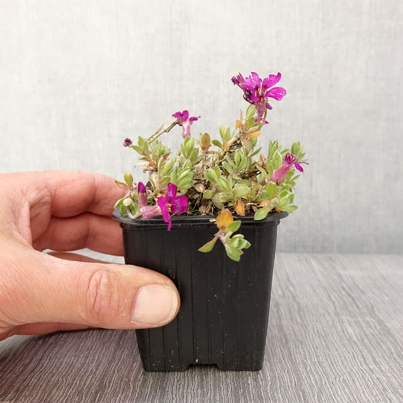 Aubrieta gracilis Rose 8/9 cm pot sample as delivered in spring