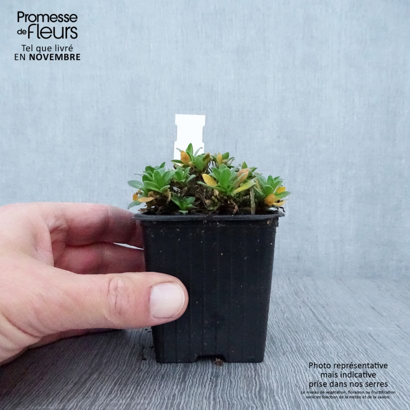 Aubrieta gracilis Rose-Red 8/9 cm pot sample as delivered in autumn