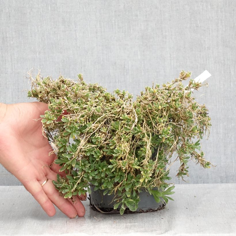 Aubrieta gracilis Rose-Red 2L/3L pot sample as delivered in summer