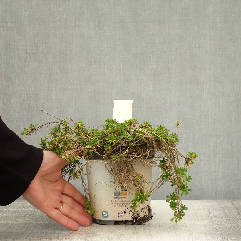 Aubrieta gracilis Kitte White 2L/3L pot sample as delivered in autumn