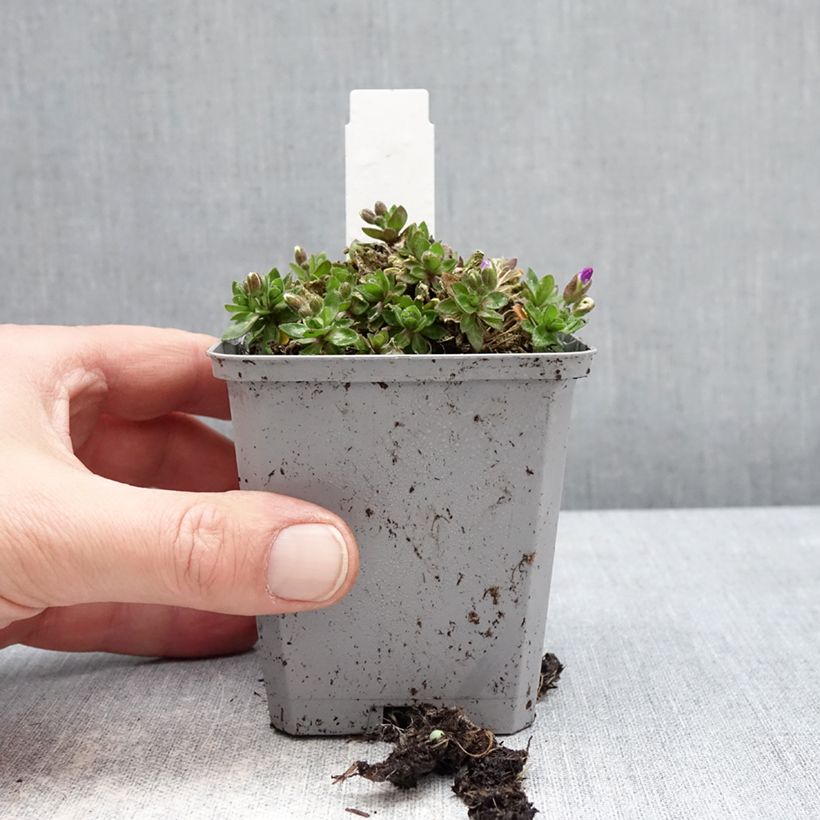 Aubrieta gracilis Kitte Blue 8/9 cm pot sample as delivered in winter