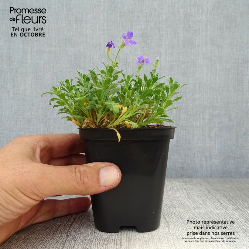 Aubrieta Hamburger Stadtpark 8/9 cm pot sample as delivered in autumn