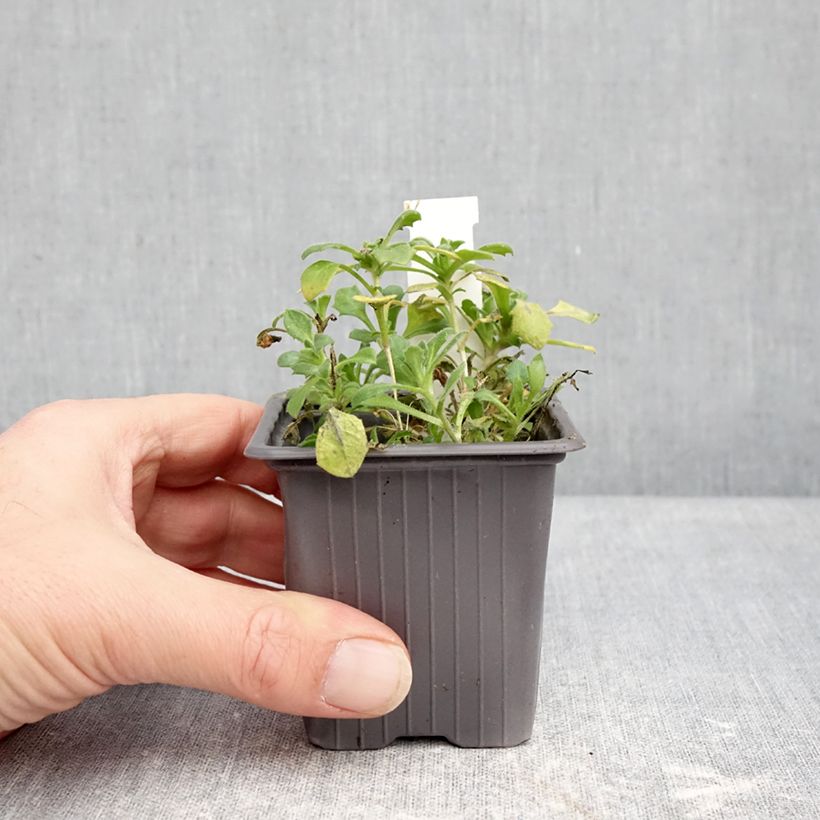 Aubrieta x cultorum Pixie Pearls 8/9 cm pot sample as delivered in winter