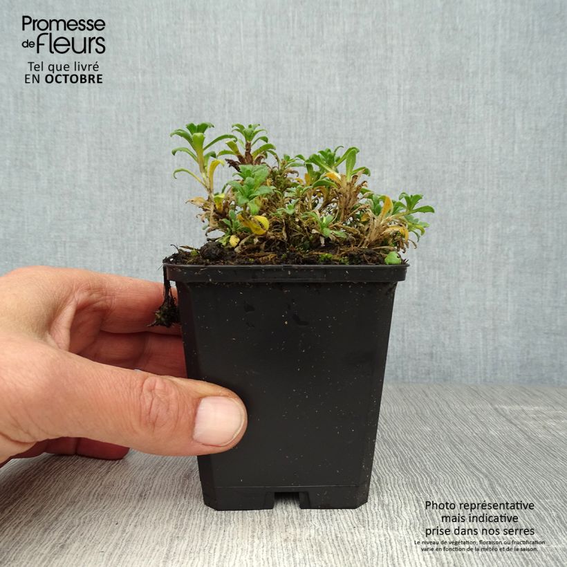 Aubrieta Red Carpet 8/9 cm pot sample as delivered in autumn