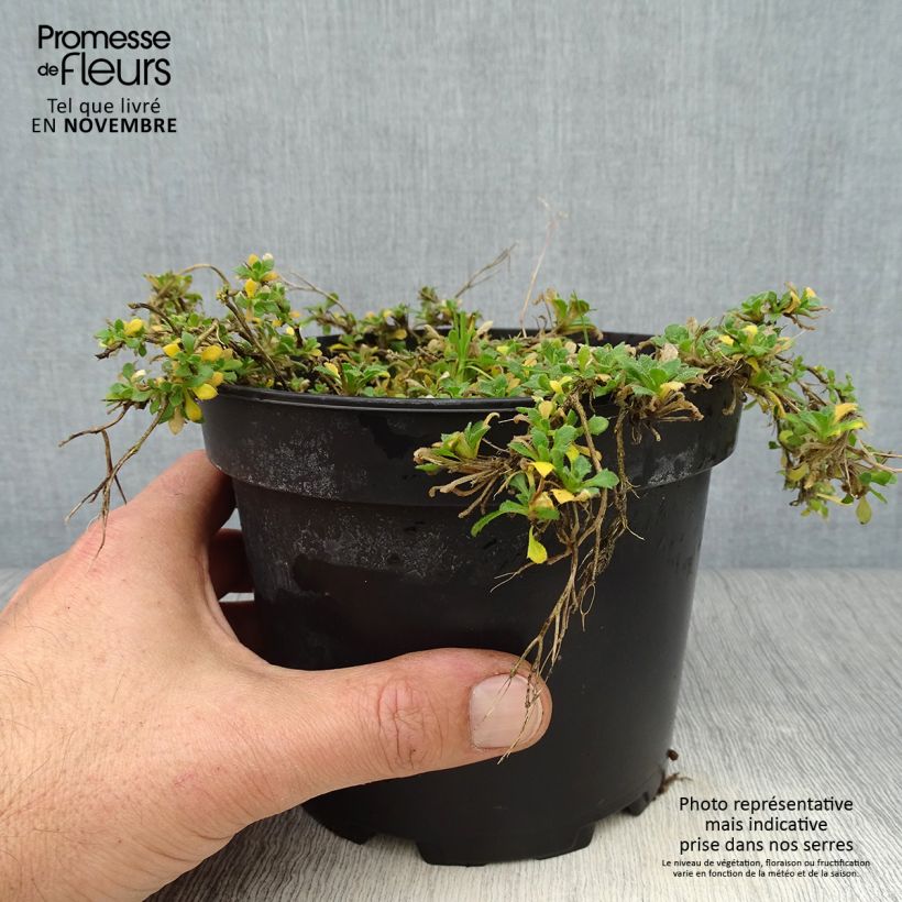 Aubrieta Red Cascade 2L/3L pot sample as delivered in autumn