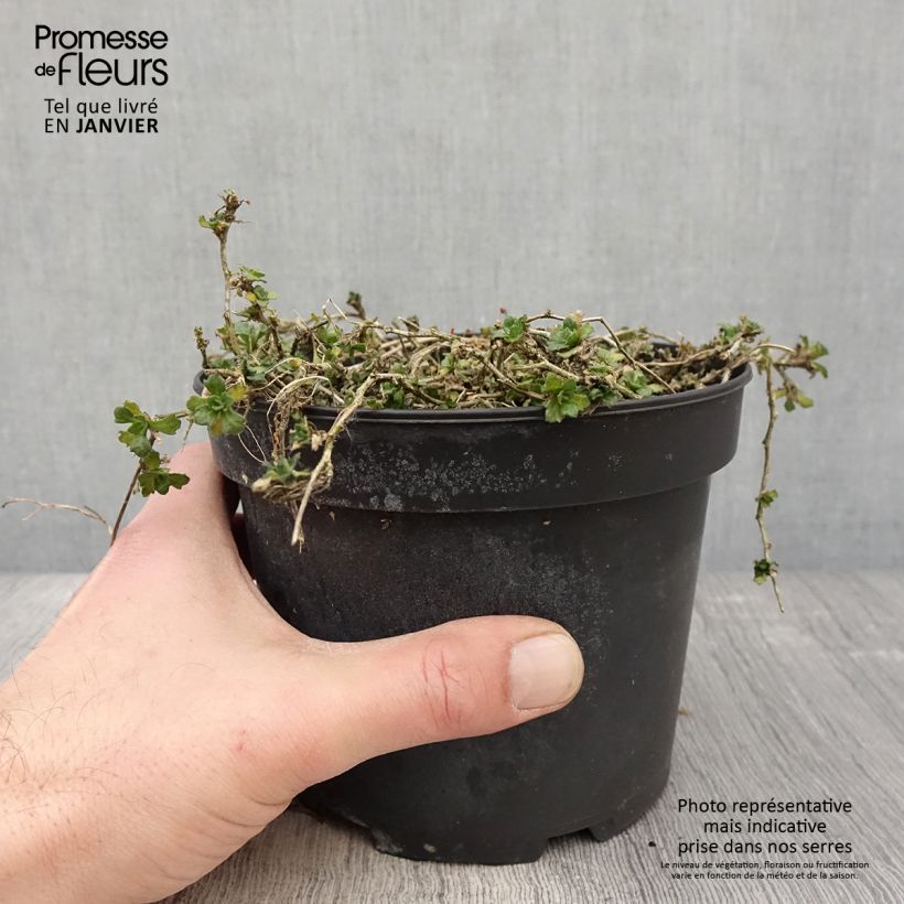 Aubrieta Red Cascade 2L/3L pot sample as delivered in winter