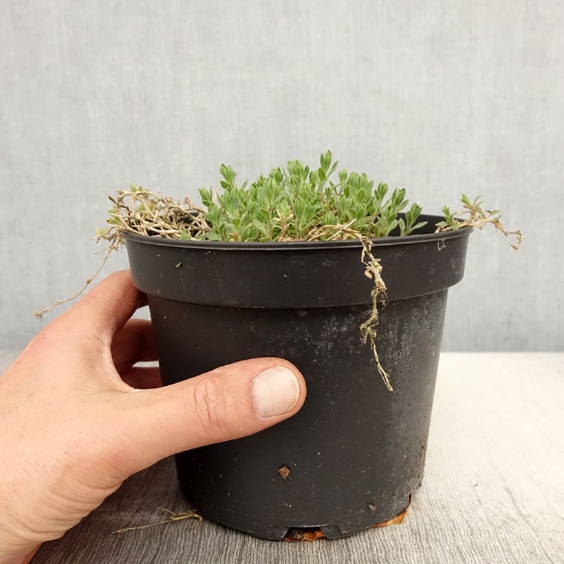 Aubrieta Red Cascade 2L/3L pot sample as delivered in spring