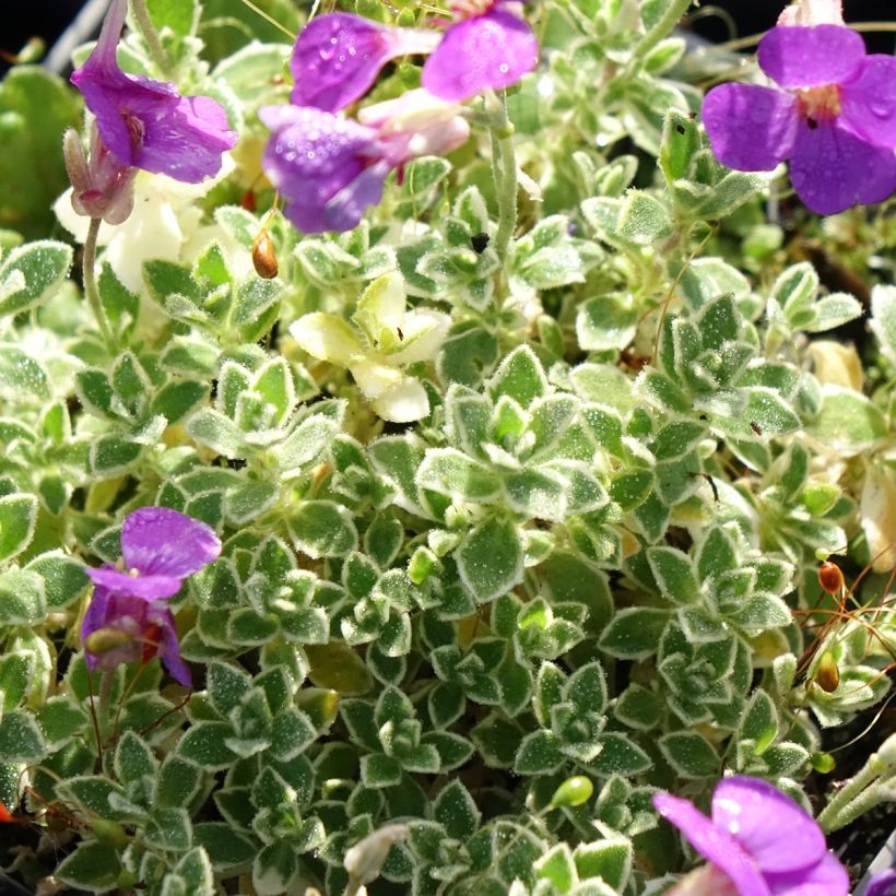 Aubrieta x cultorum Silberrand (Foliage)