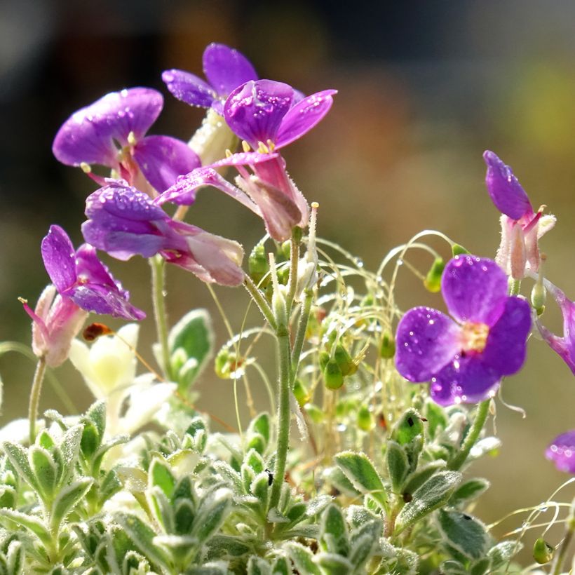 Aubrieta x cultorum Silberrand (Flowering)