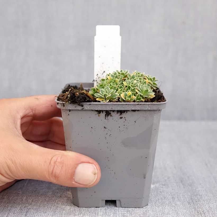 Aubrieta x cultorum Silberrand 8/9 cm pot sample as delivered in autumn