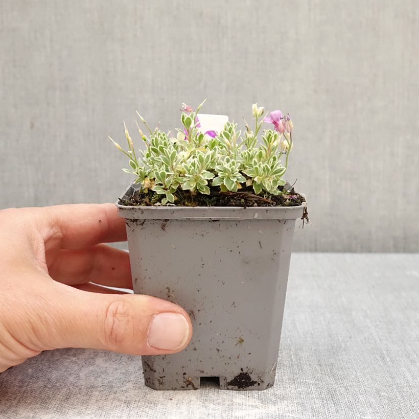 Aubrieta x cultorum Silberrand 8/9 cm pot sample as delivered in spring