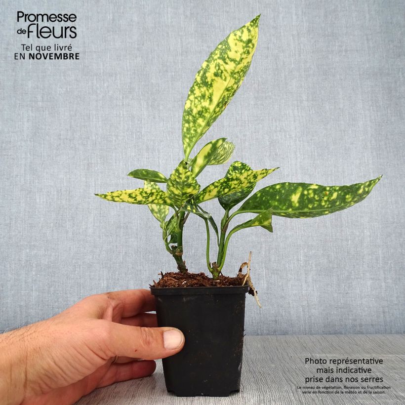 Aucuba japonica Crotonifolia- Spotted Laurel 8/9 cm pot sample as delivered in autumn