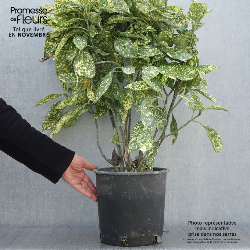 Aucuba japonica Crotonifolia- Spotted Laurel 7.5L/10L pot sample as delivered in autumn