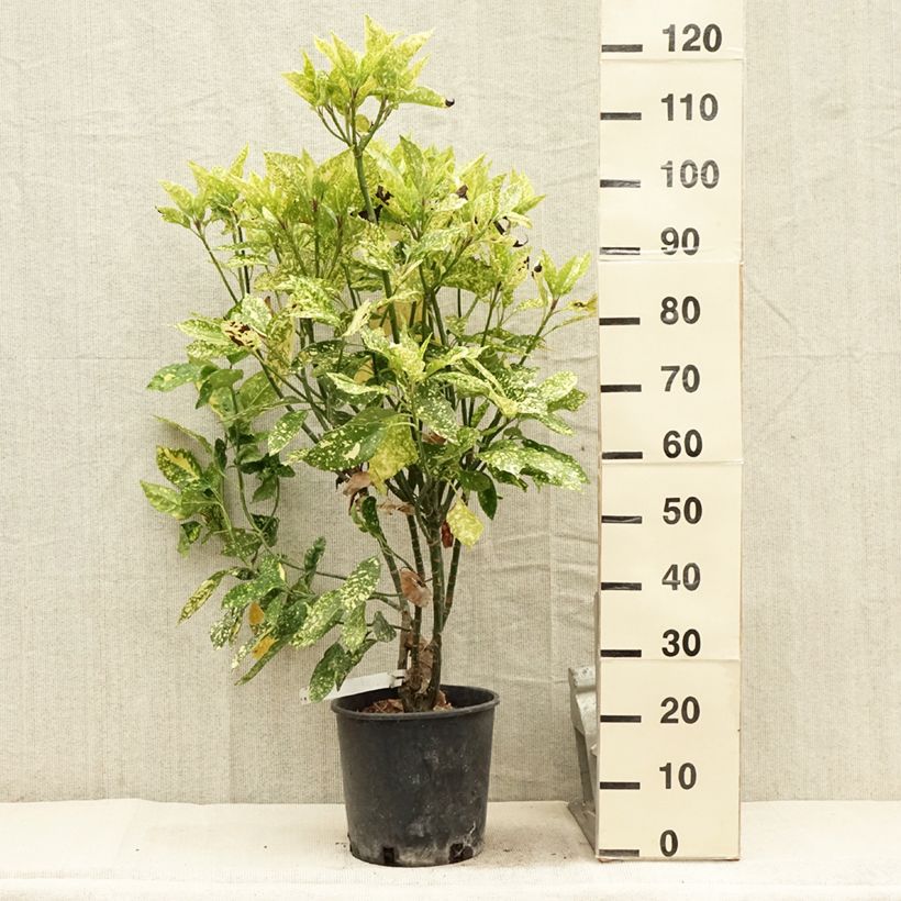 Aucuba japonica Crotonifolia- Spotted Laurel 7.5L/10L pot sample as delivered in summer
