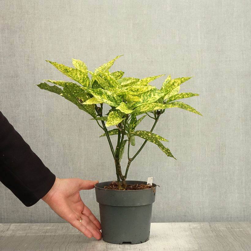 Aucuba japonica Golden King- Spotted Laurel 2L/3L pot sample as delivered in autumn