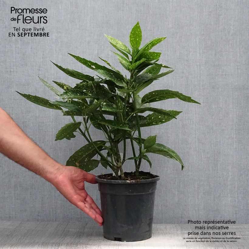 Aucuba japonica 3L/4L pot sample as delivered in autumn