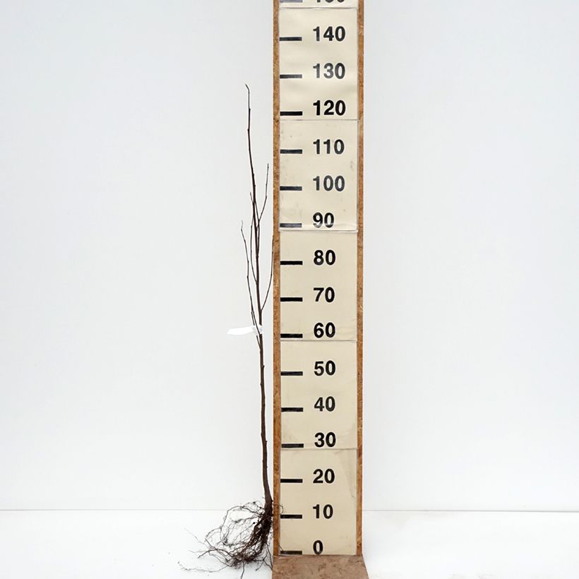 Alnus incana Bare root sample as delivered in winter