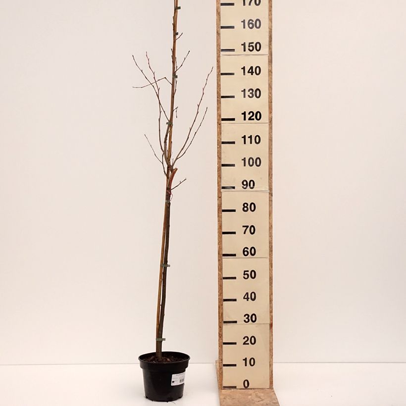Alnus glutinosa Aurea - Common alder, Black alder, European alder 4L/5L pot sample as delivered in winter
