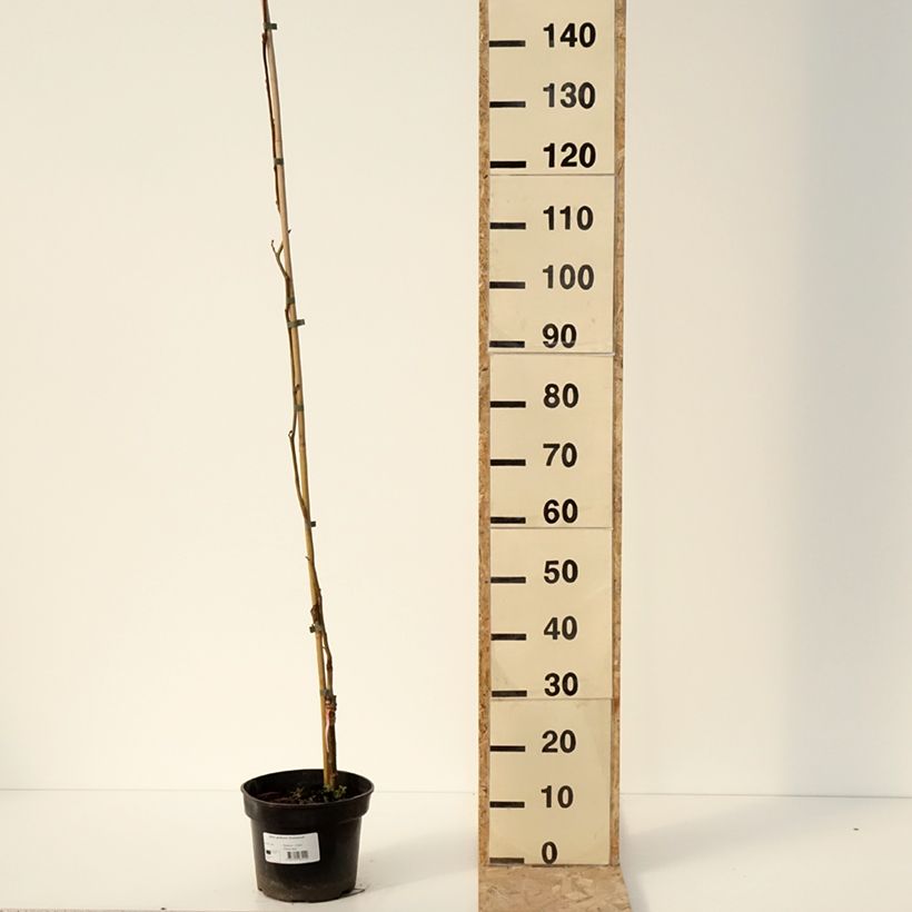 Alnus glutinosa Greenwood - Black alder 4L/5L pot sample as delivered in winter