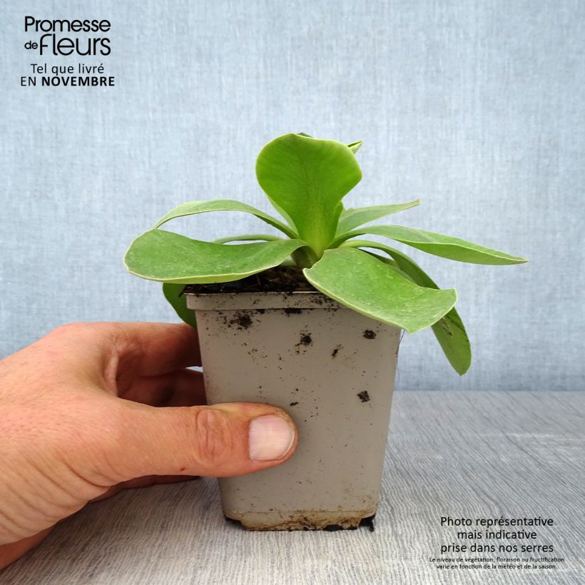 Primula x pubescens - Tyrol Primrose 8/9 cm pot sample as delivered in autumn