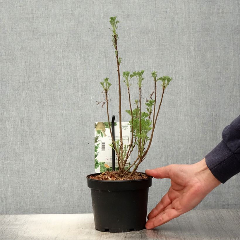 Artemisia abrotanum 1.5L/2L pot sample as delivered in spring