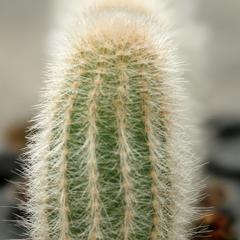 Austrocephalocereus dybowskii  - Torch cactus (Foliage)