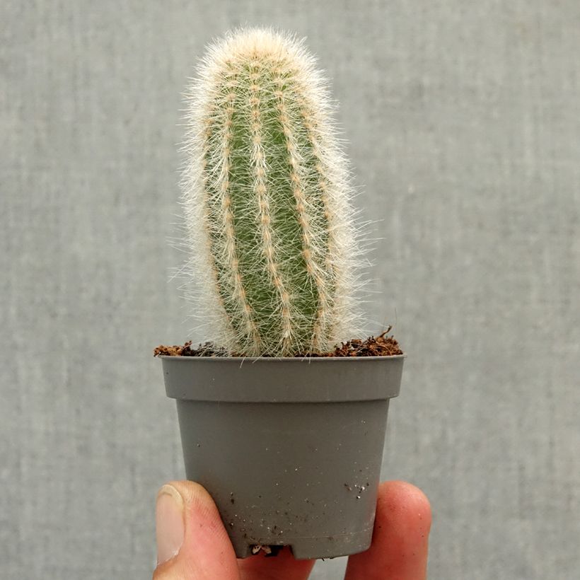 Austrocephalocereus dybowskii  - Torch cactus mini plant sample as delivered in spring