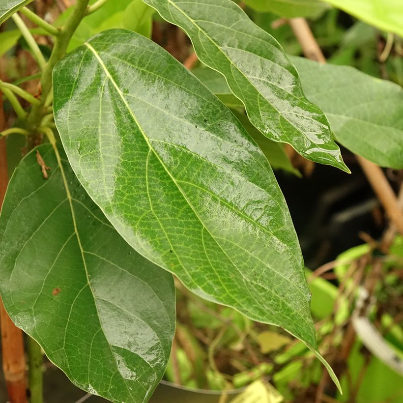 Avocado Tree Bacon - Persea americana (Foliage)