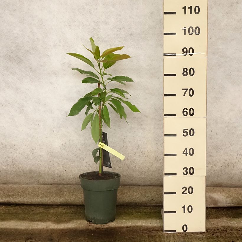 Avocado Tree Bacon - Persea americana  6L/7L pot sample as delivered in summer