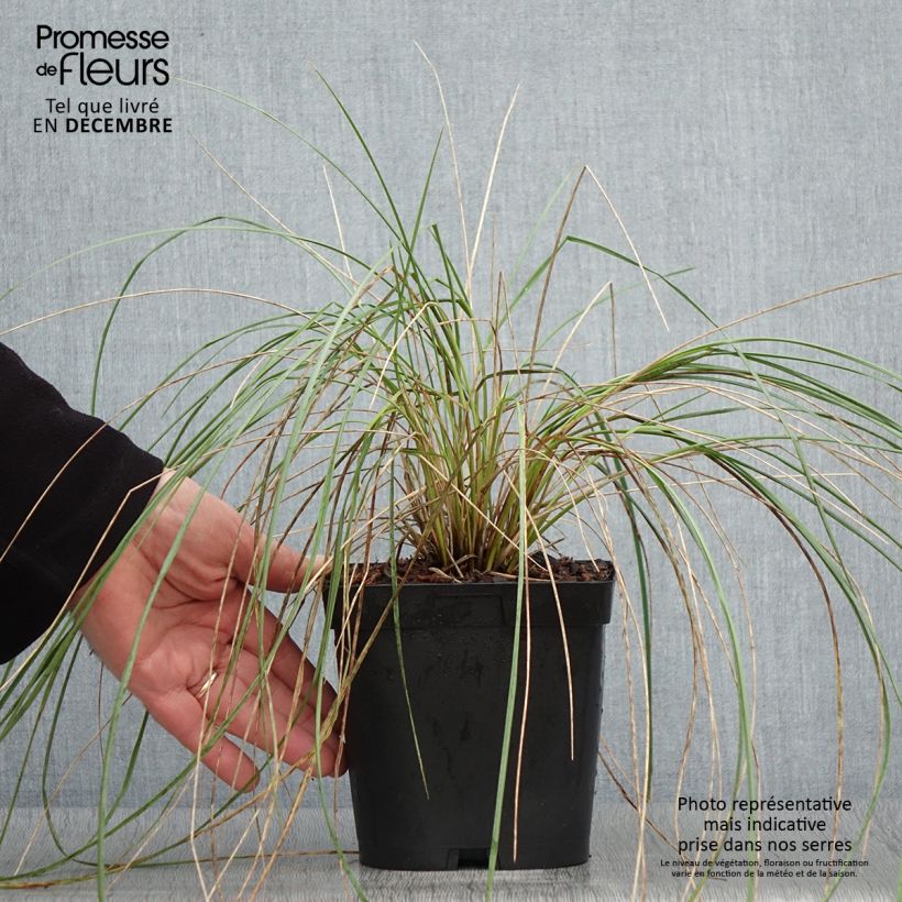 Helictotrichon sempervirens - Blue oat grass 2L/3L pot sample as delivered in autumn
