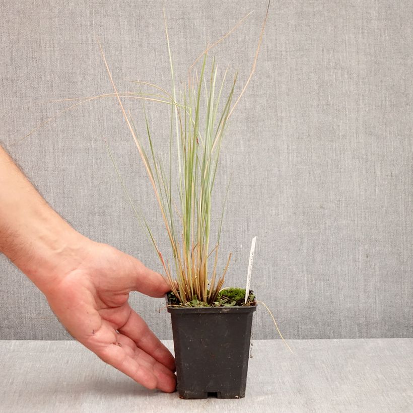 Helictotrichon sempervirens - Blue oat grass 8/9 cm pot sample as delivered in autumn