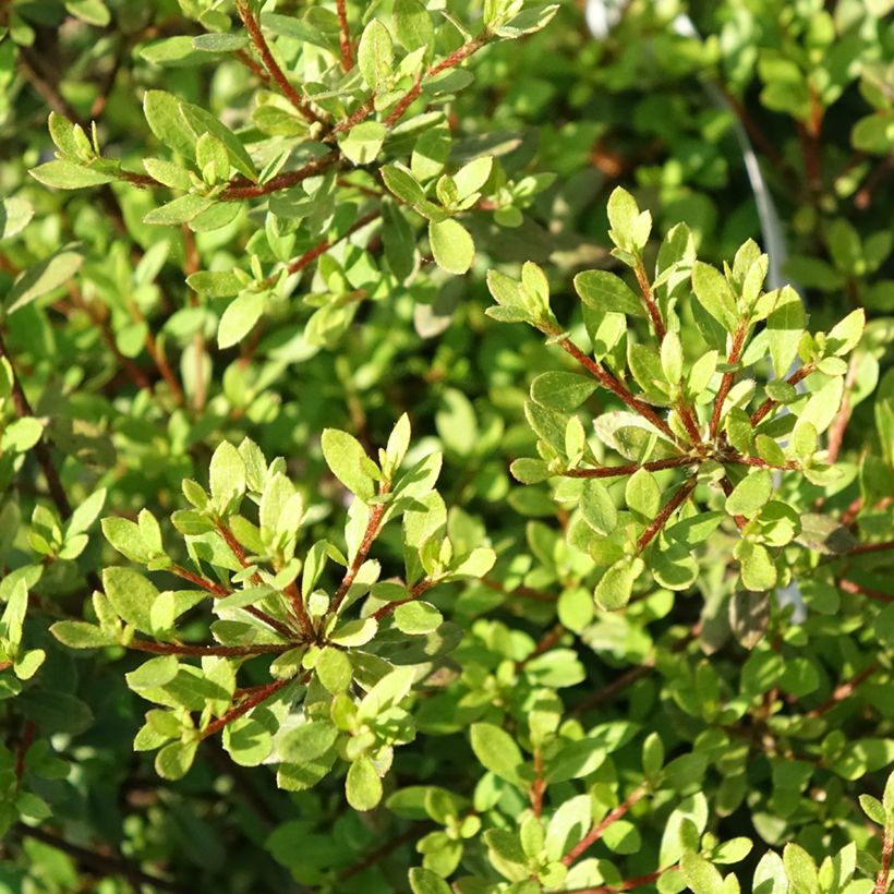 Rhododendron serpyllifolium  - Thyme-leaved Azalea (Foliage)