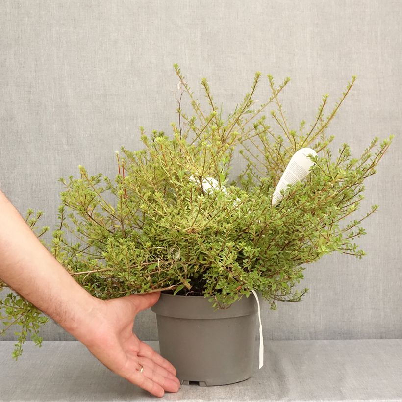 Rhododendron serpyllifolium  - Thyme-leaved Azalea 3L/4L pot sample as delivered in summer