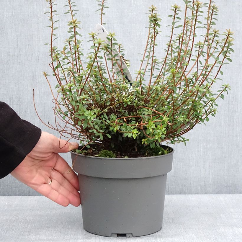 Rhododendron serpyllifolium  - Thyme-leaved Azalea 3L/4L pot sample as delivered in winter