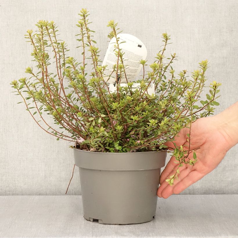 Rhododendron serpyllifolium  - Thyme-leaved Azalea 3L/4L pot sample as delivered in spring