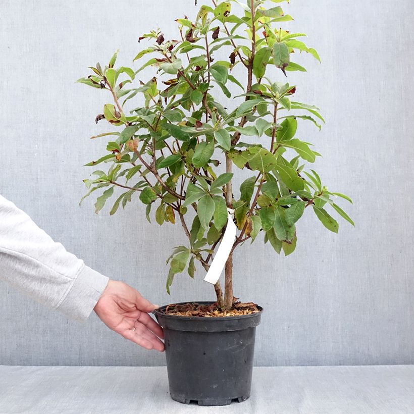 Azalea Knaphill Arneson Gem 4L/5L pot sample as delivered in autumn