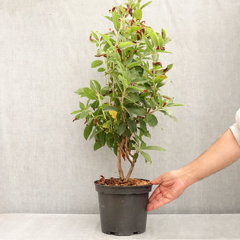 Azalea Knaphill Arneson Gem 4L/5L pot sample as delivered in summer