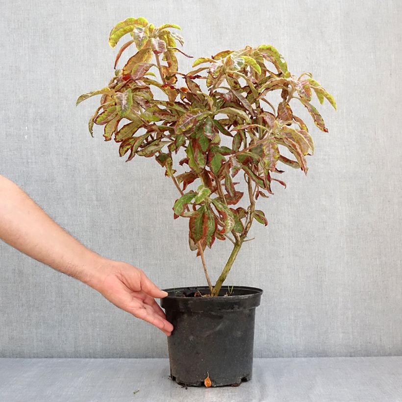 Azalea mollis Cecile 4L/5L pot sample as delivered in summer