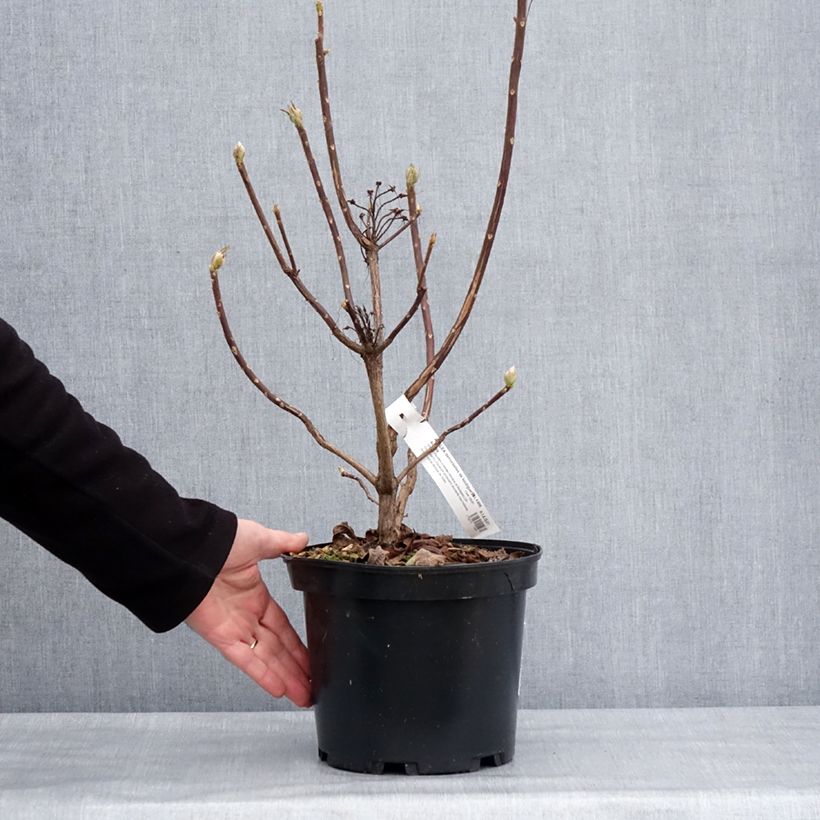 Azalea mollis Demoiselles de Boutiguery Aurora 4L/5L pot sample as delivered in winter