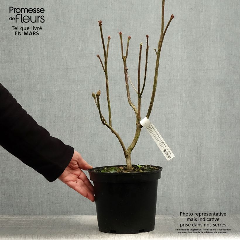 Azalea mollis Demoiselles de Boutiguery Aurora 4L/5L pot sample as delivered in spring