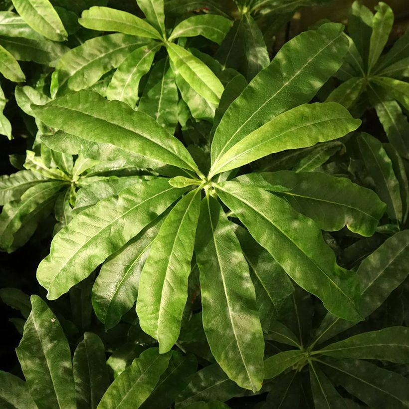 Azalea mollis Demoiselles de Boutiguery Callista (Foliage)