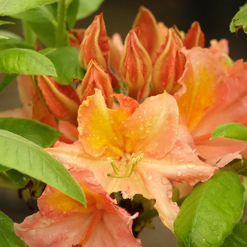 Azalea mollis Demoiselles de Boutiguery Idylla (Flowering)