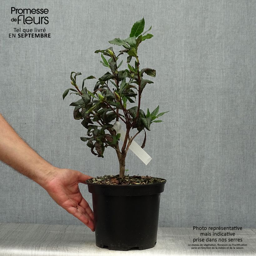 Azalea mollis Demoiselles de Boutiguery Idylla 4L/5L pot sample as delivered in autumn