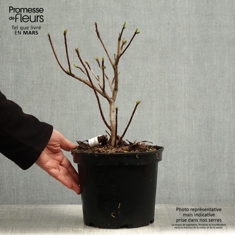 Azalea mollis Demoiselles de Boutiguery Idylla 4L/5L pot sample as delivered in spring