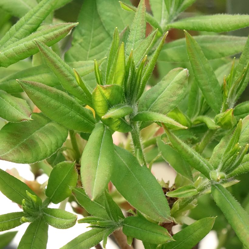 Azalea mollis Demoiselles de Boutiguery Kassia (Foliage)